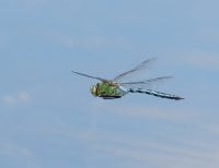 2B4A0648-DxO_emperor_dragonfly-flying.jpg