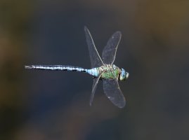 2B4A0731-DxO_emperor_dragonfly_flying_VVl.jpg