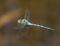 3Q7A2714-DxO_emperor_dragonfly_flying_VL.jpg