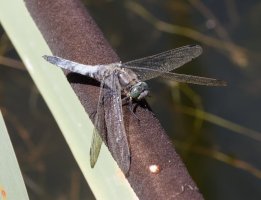 3Q7A2711-DxO_blacktailed_skimmer_on_bullrush.jpg