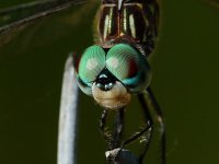 Turner Road dragonfly (180 + 1.4 X TC + 12MM ET) 5.JPG