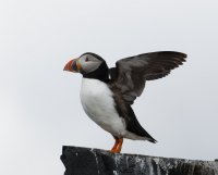3Q7A1081-DxO_puffin_wings_out_1.jpg