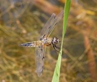 3Q7A2892-DxO_4-spotted_chaser_side.jpg