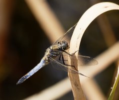 3Q7A2906-DxO_blacktailed_skimmer_side.jpg