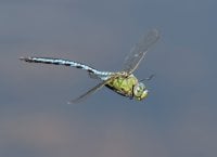 3Q7A2766-DxO_emperor_dragonfly_flying.jpg