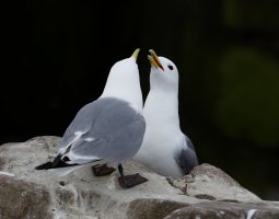 3Q7A1117-DxO_kittiwakes.jpg