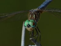 Turner Road dragonfly (180 + 1.4 X TC + 12MM ET) 2.JPG