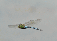 Emperor_Dragonfly_Hovering1.gif