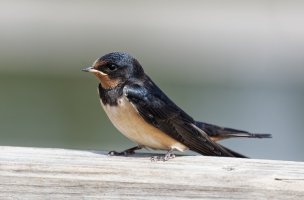 3Q7A2965-DxO_fledgling_barnswallow_cv.jpg