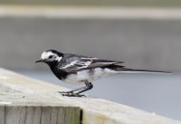 3Q7A3168-DxO_pied_wagtail.jpg