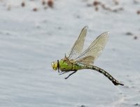 3Q7A3146-DxO__female_emperor_dragonfly_flying_1.jpg