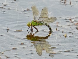 3Q7A3145-DxO__female_emperor_dragonfly_ovipositing_cv1.jpg