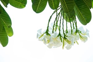 Plumeria.jpg