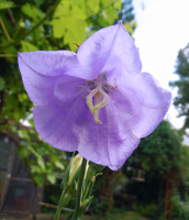 Single Flower in Light Purple.png