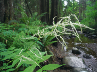 Strange Weed in the Forest (May 2019).png