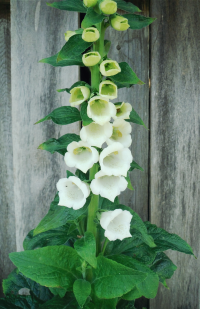 There is Beauty in Grey Wood.png