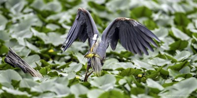 Great Blue Heron With Catfish.jpg