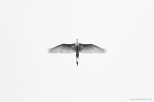 Egret in Flight.jpg