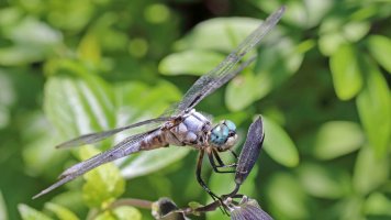 IMG_0968sm.jpg IMG_0968sm.jpg