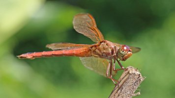 IMG_0913sm.jpg IMG_0913sm.jpg