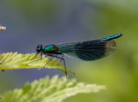 3Q7A2067-DxO_banded_demoiselle-1_best.jpg