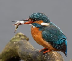 3Q7A7226-DxO_Female_kingfisher+fish_vvvvs.jpg