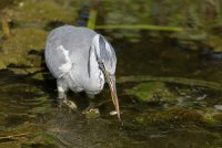 3Q7A1930-DxO_heron+stickleback_complete_small.jpg