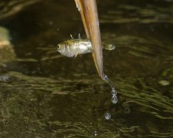 3Q7A1930-DxO_heron+fish+drops.jpg