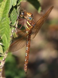 pikku2.jpg pikku2.jpg