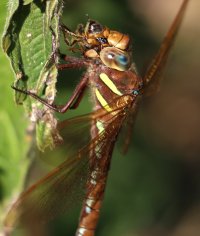 pikku1.jpg pikku1.jpg