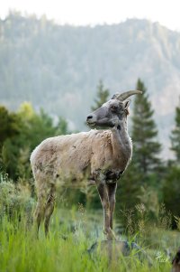 5Z8A1439_Bighorn_sheep_2048.jpg