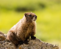 5Z8A1307_Yellowbelly_Marmot_2048.jpg