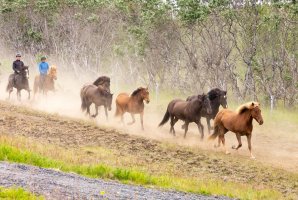 Horses Iceland d6.jpg