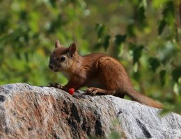 pikku3.jpg pikku3.jpg