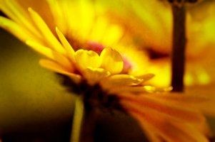 _MG_9193_Nik_DxO copy.jpg