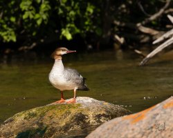5Z8A0539_Common_Merganser_2048.jpg