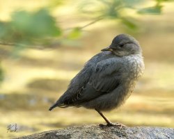 5Z8A0468_American_Dipper_2048.jpg
