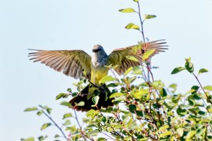 _36A6266_DxO copy-sharpen.jpg