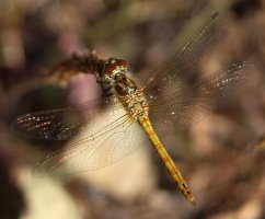 pikku1.jpg pikku1.jpg