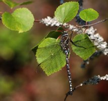 pikku1.jpg pikku1.jpg