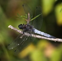 pikku3.jpg pikku3.jpg