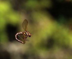 pikku1.jpg pikku1.jpg