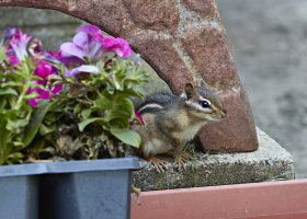 Chipmunk0015HzWeb.jpg