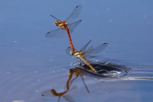 F36A7640_DxO_full.jpg F36A7640_DxO_full.jpg