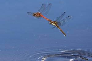 F36A7641_DxO_full.jpg F36A7641_DxO_full.jpg