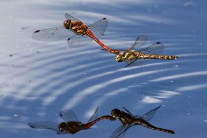 F36A7648_DxO_full.jpg F36A7648_DxO_full.jpg