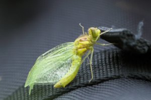 Emergent Dragonfly.JPG Emergent Dragonfly.JPG