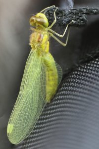 Emergent Dragonfly 2.JPG Emergent Dragonfly 2.JPG