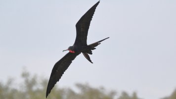 Magnificent Frigatebird_s_31910.JPG