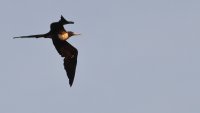 Frigatebird_s_42295.JPG